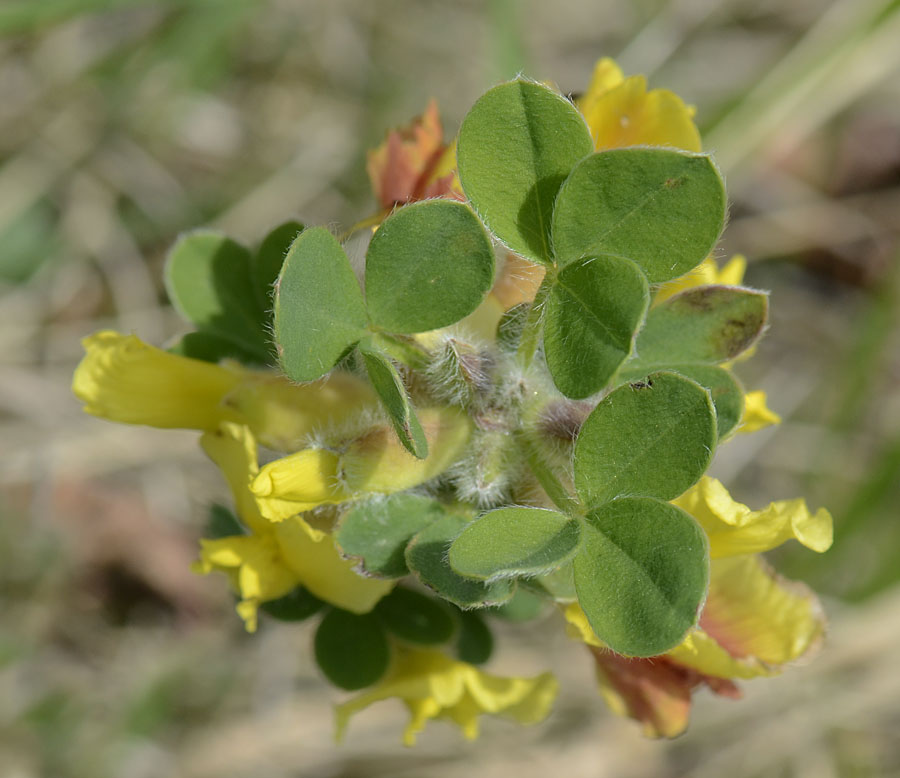 Gambo fiorito - Cytisus hirsutus